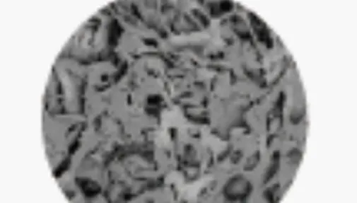 Morphology: Porous Matrix