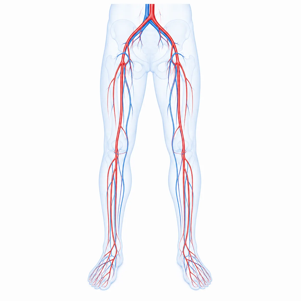 Vascular